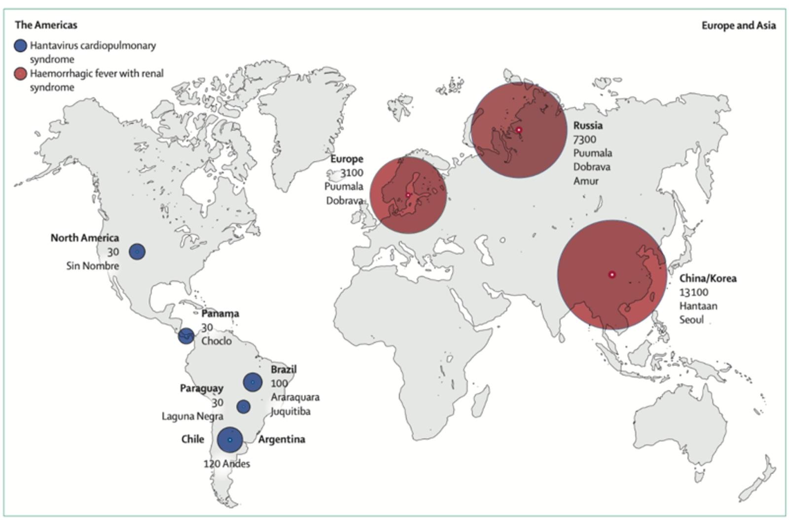 hantavirus2.jpg